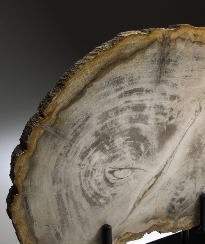 Petrified Wood Sculpture - Image 2